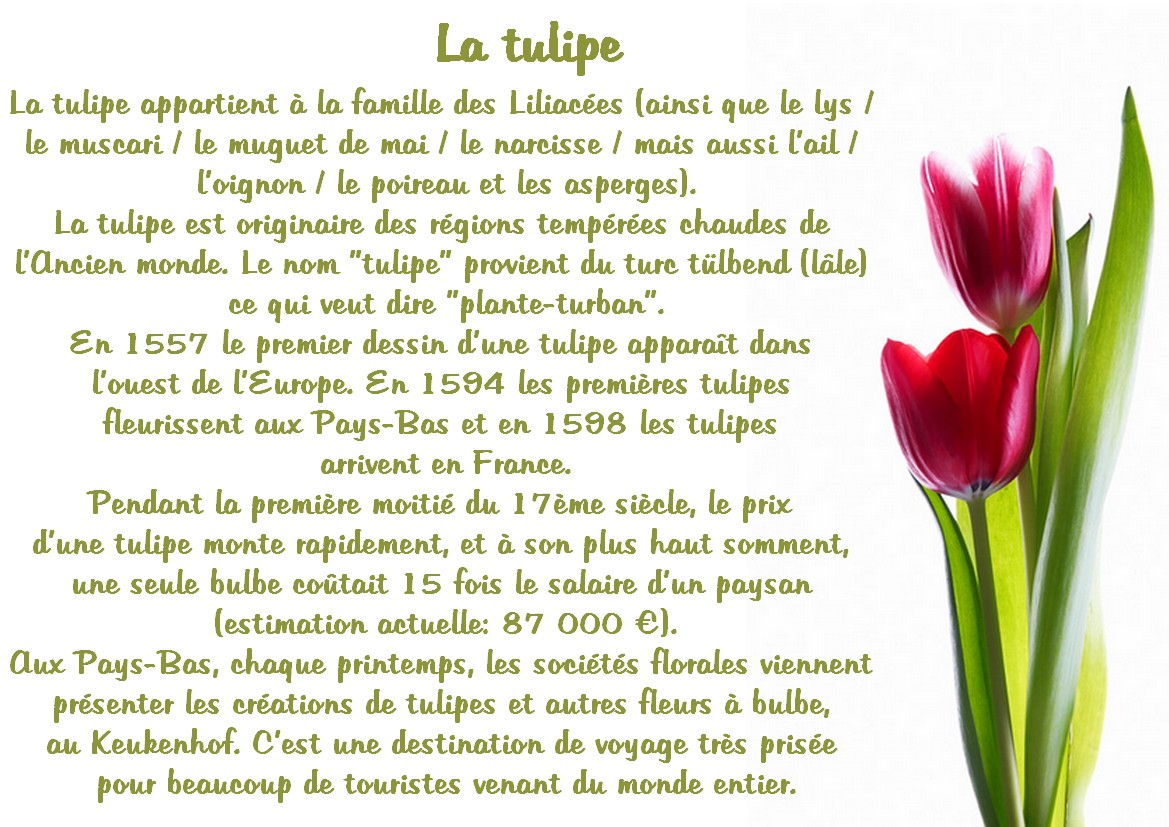 Famille De La Tulipe Et Du Lis 9 Lettres l'histoire de la tulipe